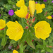 Evening Primrose