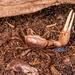 Fiddler Crab!