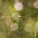 Another Spider Web!