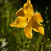 Daylily