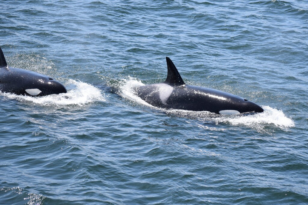 Orca Whales by richyoung