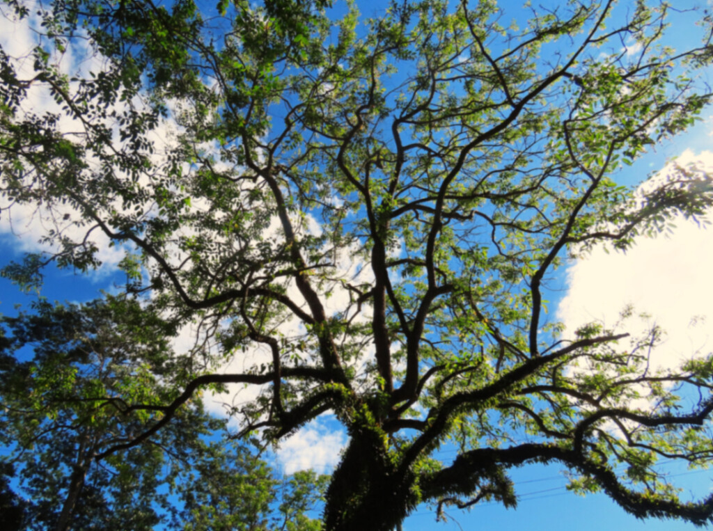 Beautiful Spreading Tree ~ by happysnaps