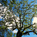 Beautiful Spreading Tree ~