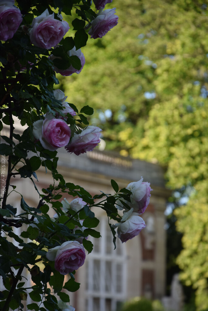 Roses "Pierre de Ronsard" by parisouailleurs