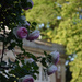 Roses "Pierre de Ronsard"