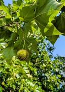 13th Jun 2025 - Seed ball 