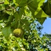 Seed ball 
