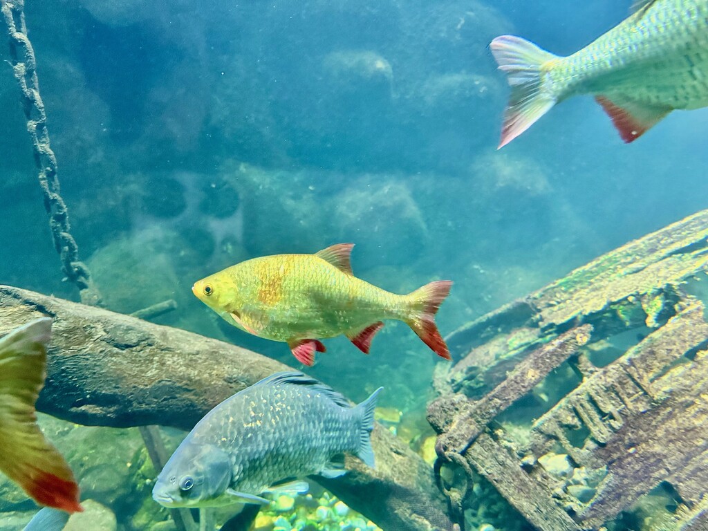 Aquarium  by cocobella