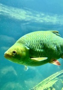 14th Jun 2025 - Big fish. 