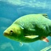 Big fish. 
