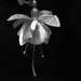 Fuchsia in b&w...