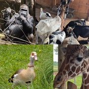 9th Jun 2025 - Animal Alphabet-G