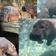 10th Jun 2025 - Animal Alphabet-Hippos