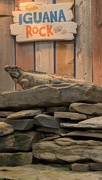 11th Jun 2025 - Animal Alphabet- I