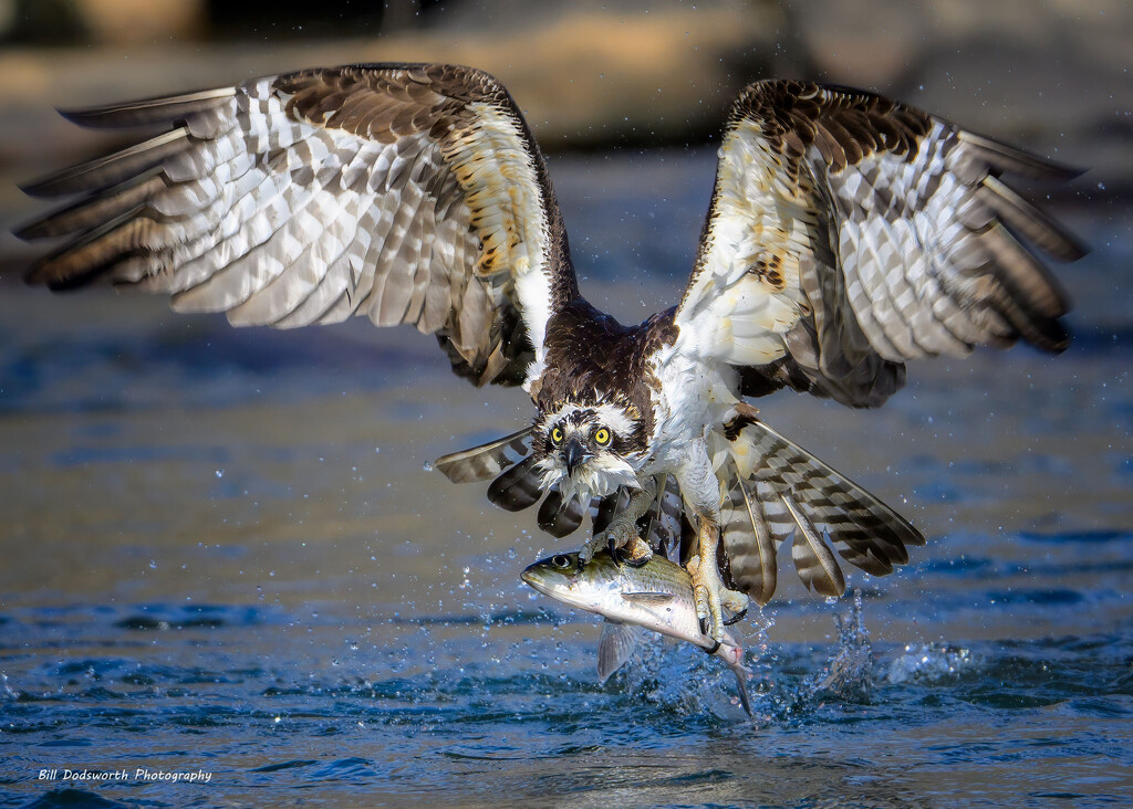 Powerful by photographycrazy