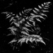 Fern