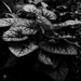 Great forget-me-not-2