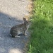 Wild Bunny Rabbit