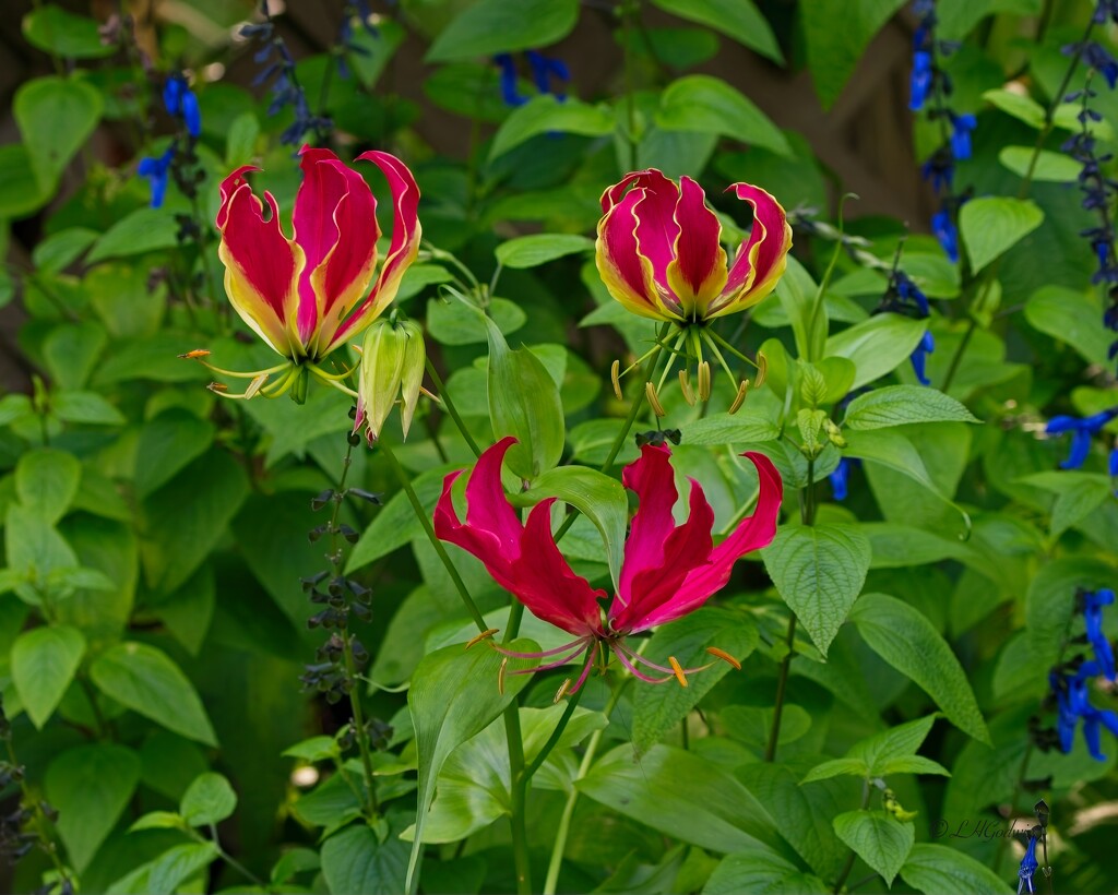 LHG_6299 Gloriosa Lilies  in Bloom by rontu