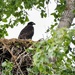 Baby Eagle