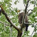 Adult Bald Eagle 
