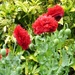 Poppies.