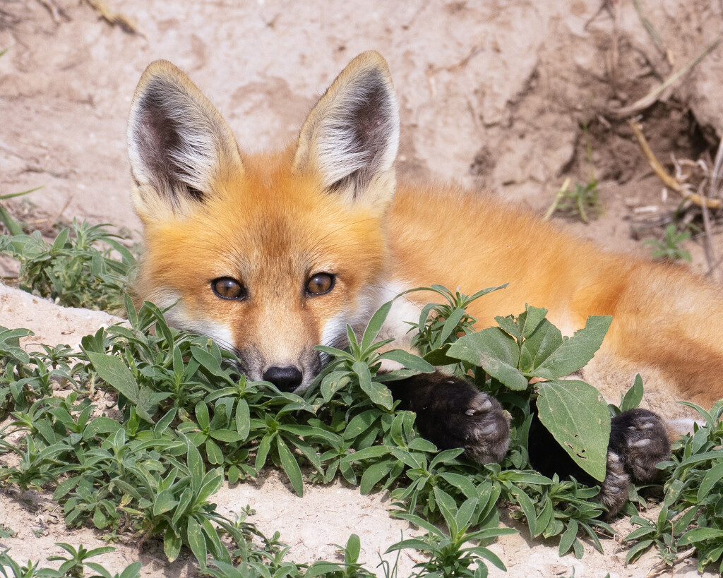 young fox by aecasey