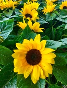14th Jun 2025 - Sunflower 