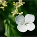A Whiter Shade of Pale