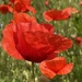 Poppy Field