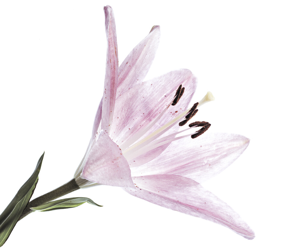 Lily by 30pics4jackiesdiamond