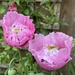 Self Seeded Poppies