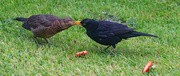 14th Jun 2025 - Feeding Time