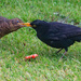 Feeding Time