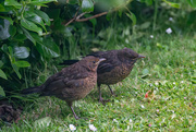 14th Jun 2025 - Feldglings