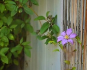 13th Jun 2025 - Lonely Clematis Blossom
