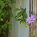 Lonely Clematis Blossom