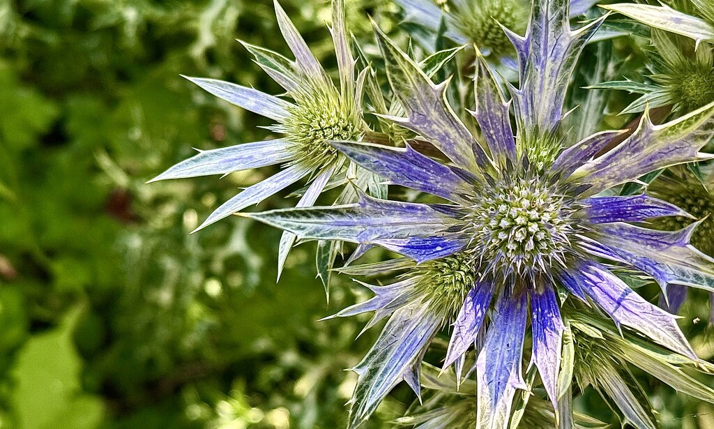 Sea Holly by carole_sandford