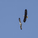 Eagle Wants Osprey's Fish