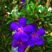A Darker Purple Tibouchina ~