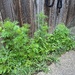 Potential Wild Flowers
