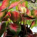 Caladium Plant with a Flower