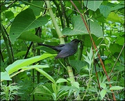 14th Jun 2025 - Catbird Catch