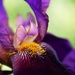 Close up of an Iris