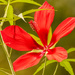 One More of the Swamp Hibiscus!