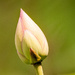 Lotus Blossom Bud!