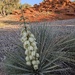 Yucca in the morning