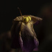 Wilted 2