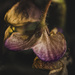 Wilted 3