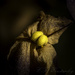 Wilted 4